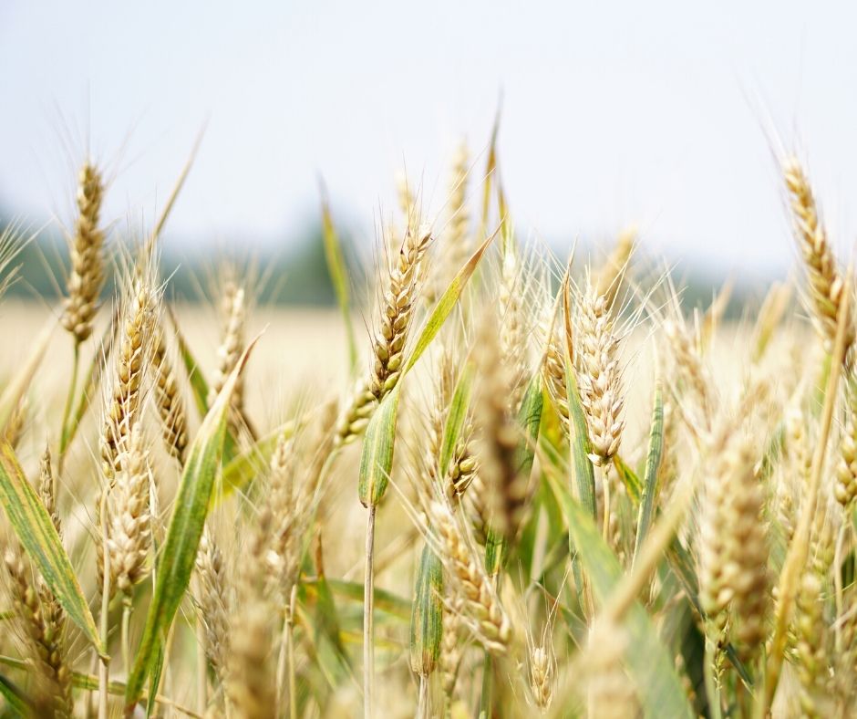 Glúten – quando e como introduzir na alimentação das crianças?