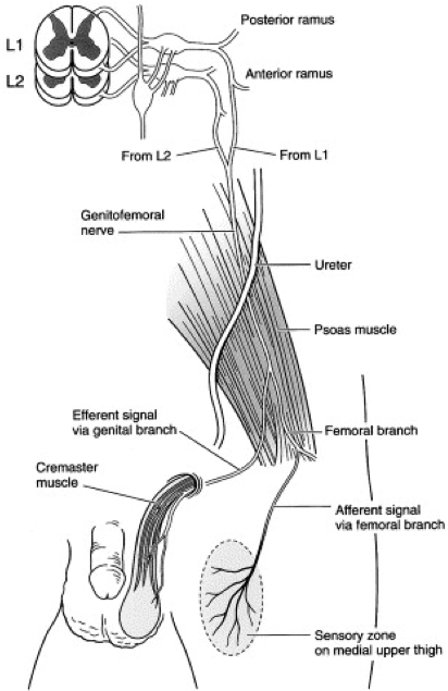 A viagem do testículo mal descido