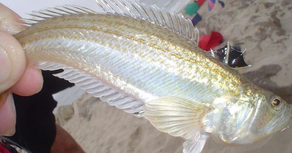 O meu filho foi picado por um peixe-aranha: o que devo fazer?