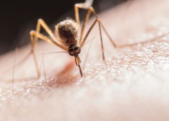 Picadas de mosquito – o que fazer?