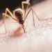 Picadas de mosquito – o que fazer?