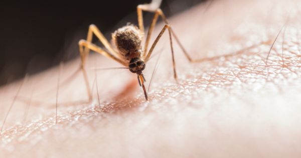 Picadas de mosquito – o que fazer?
