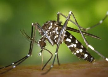 O meu filho faz reação as picadas de mosquito – será que é alérgico?