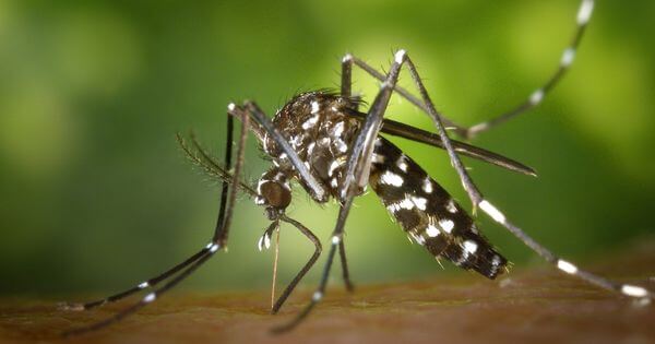 O meu filho faz reação as picadas de mosquito – será que é alérgico?