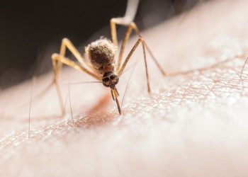 O meu filh@ faz reação às picadas de mosquito – será alergia?