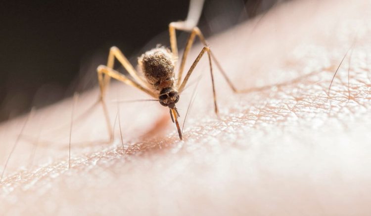 O meu filh@ faz reação às picadas de mosquito – será alergia?