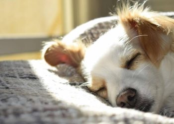 Sesta – é importante nas férias?