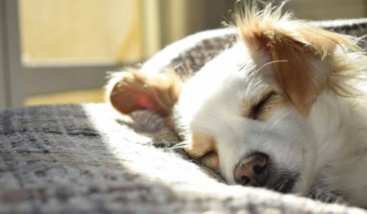 Sesta – é importante nas férias?