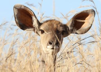 Como se deve limpar as orelhas dos bebés e crianças?