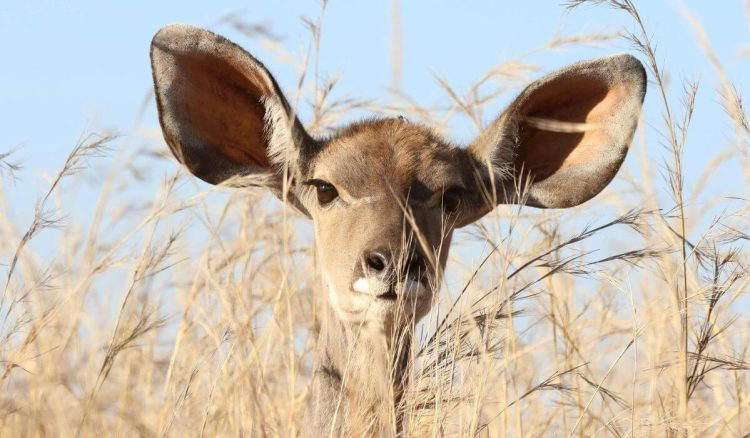 Como se deve limpar as orelhas dos bebés e crianças?