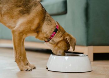 O meu filh@ comeu comida de cão – o que devo fazer?